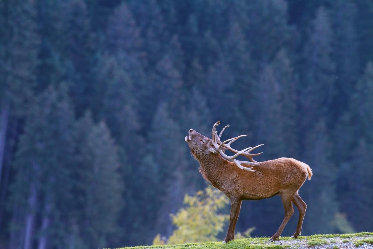 Haus Treffer Hotell Kirchdorf in Tirol Exteriör bild